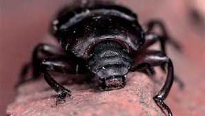 Veľká múka chrušhk